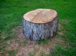 Best Firewood Processing and Delivery  in Baldwinville, MA