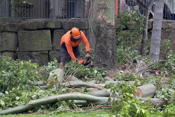 Best Storm Damage Tree Cleanup  in Baldwinville, MA