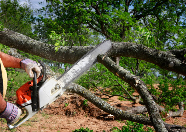 Best Arborist Consultation Services  in Baldwinville, MA